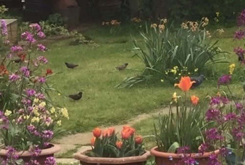 Blackbirds have been very busy in gardens