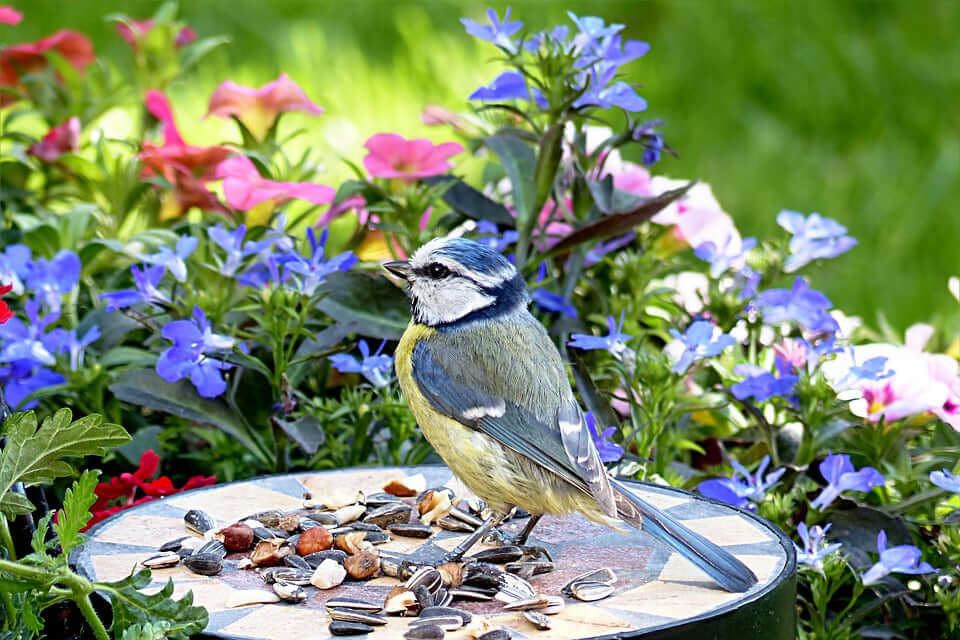 10 bird feeding products that should be in every wildlife garden - Haith's