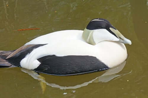 Which bird food is best for ducks?