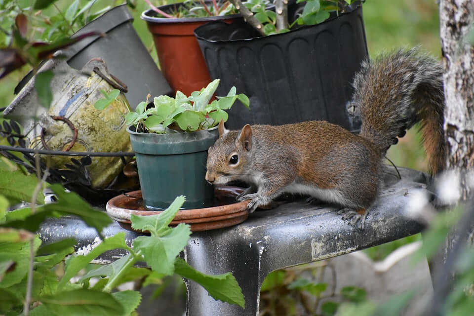 Buy your squirrel food from Haith's