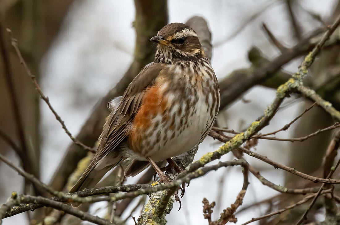 Redwing Bird: Identification, Migration Patterns, and Feeding Tips