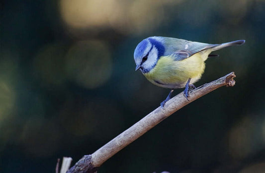 Bird feed basics from Haith's wildlife foods