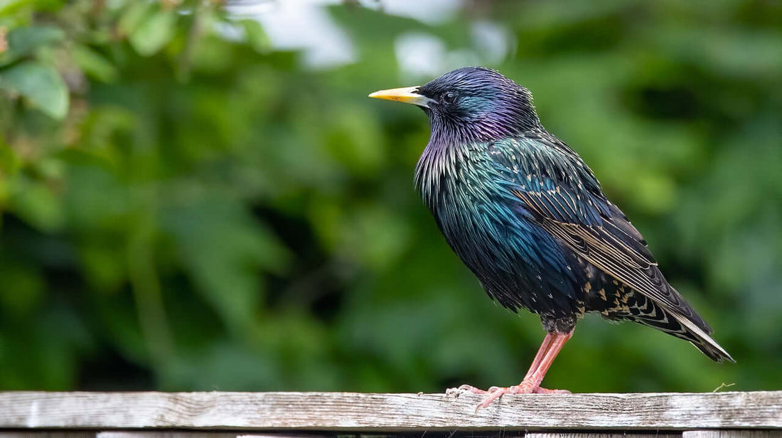 The Captivating World of Starlings