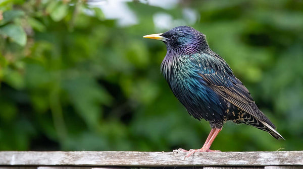 The Captivating World of Starlings