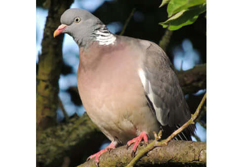 Plenty of sunshine means plenty of birds