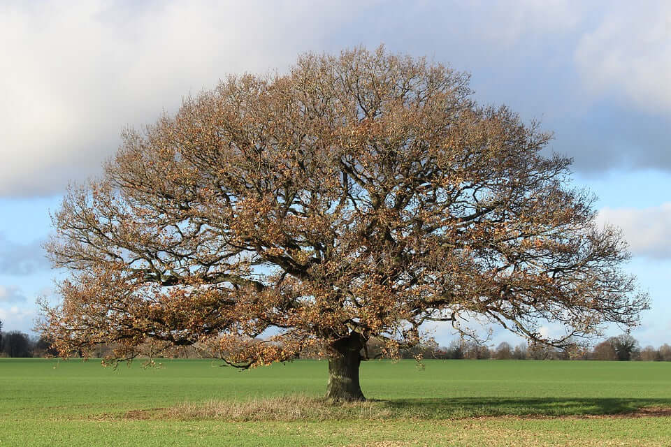 The importance of trees