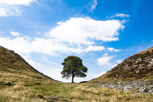 Preserving Nature: The Sycamore Gap Tree Saga