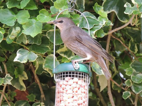 Not seeing any birds? Discover here the scrumptious foods we suggest to see new faces on your bird feeders