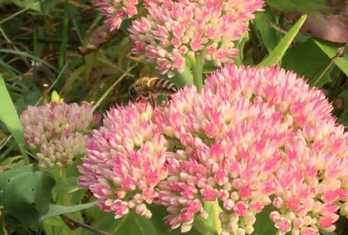 Bees have been busy in the garden on various flowers taking advantage of the fine weather