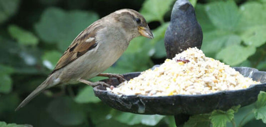 Which kind of bird food attracts the most garden birds?