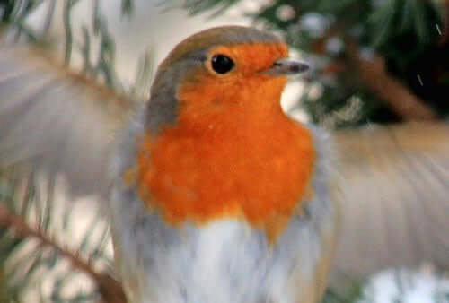 Sparrow hawk scares away garden birds