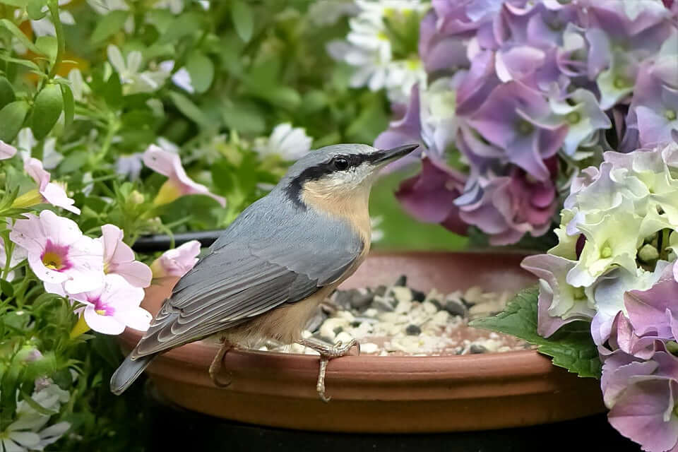 SuperClean and calcium-rich bird diets for garden birds