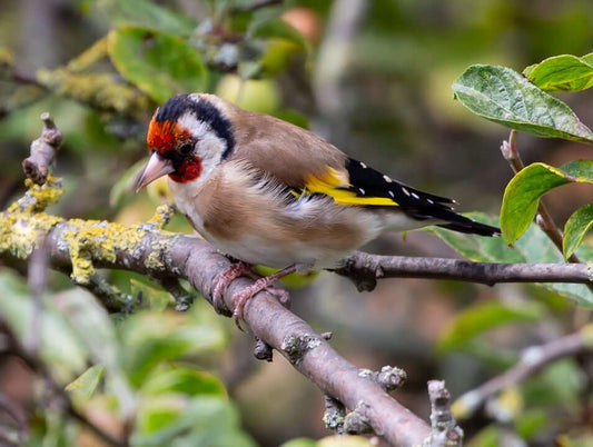How to attract Goldfinches