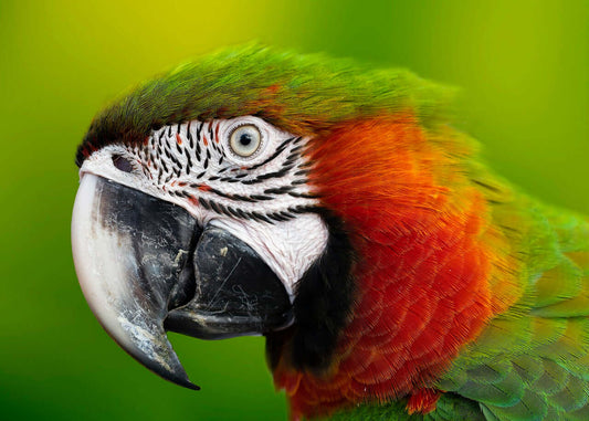 The Joyful Company of Parrots: A Guide to Keeping Them as Pets