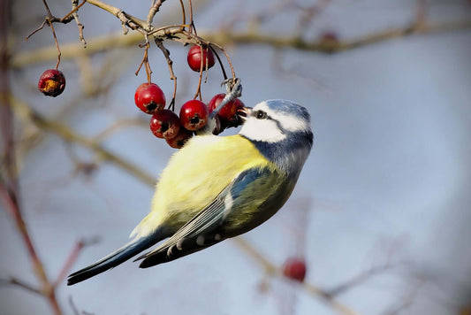 Nature's Winter Buffet -  The Vital Role of Berries for Wild Birds