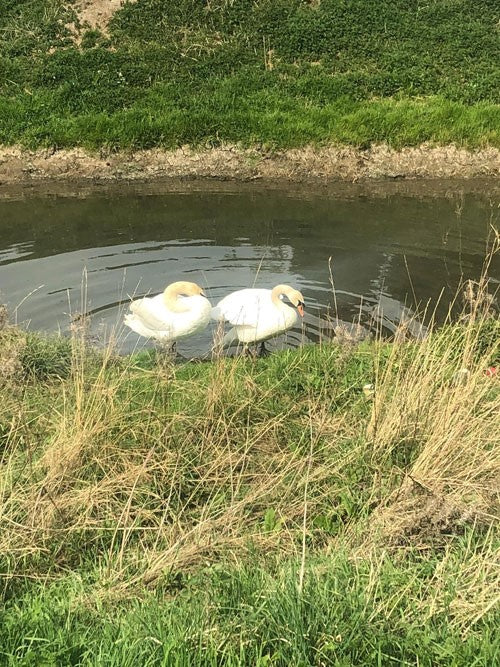 Exploring the Wild Side of Cleethorpes Town: A Nature Walk Guide