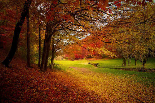 A Wildlife Garden in November