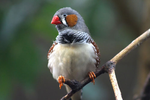 Keeping Zebra finches as pets