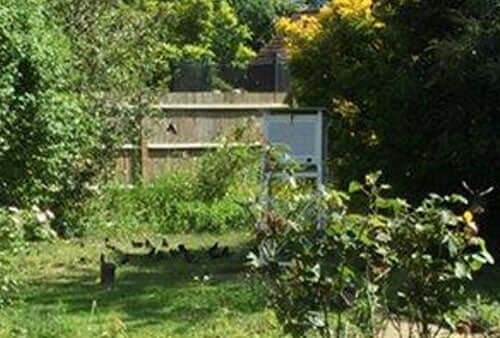 Margaret tries to count the number of birds in her garden after feeding Haith's bird food