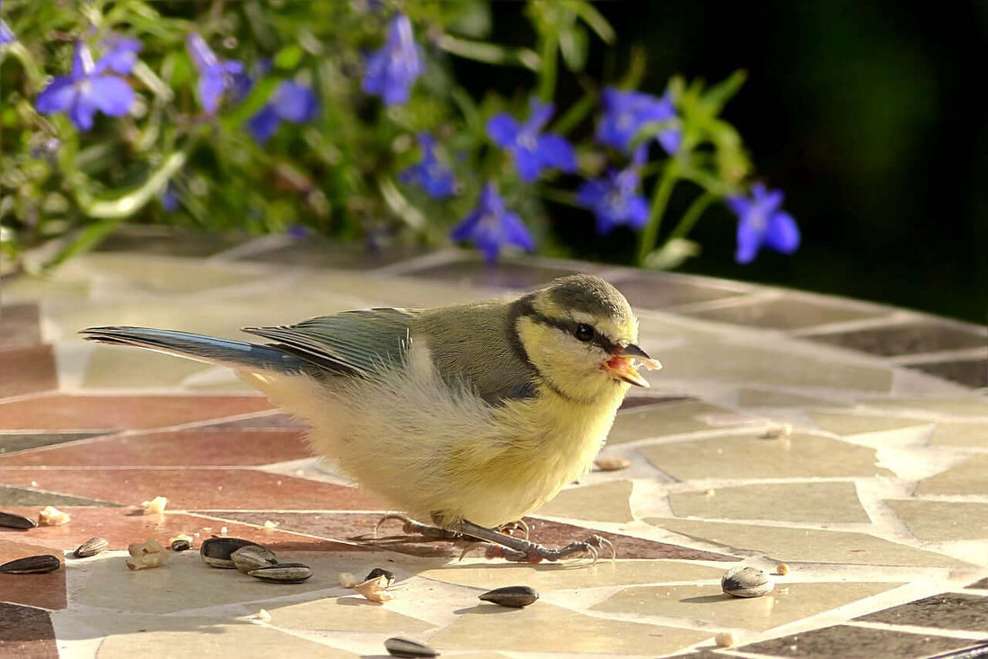 Image of a small bird on a mosaic table eating seed