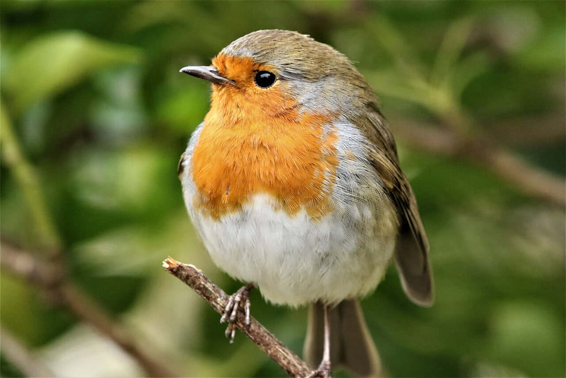 Songbird Serenade - A Robins Tale