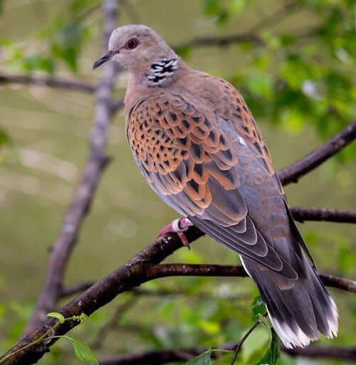 Turtle Dove: Identification, Habitat, and Feeding Guide