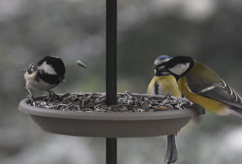 Are sunflower seeds good for birds?