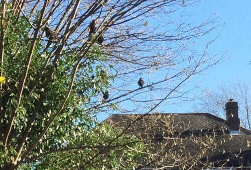 Learn how storm Arwen affected the birds in Margarets garden