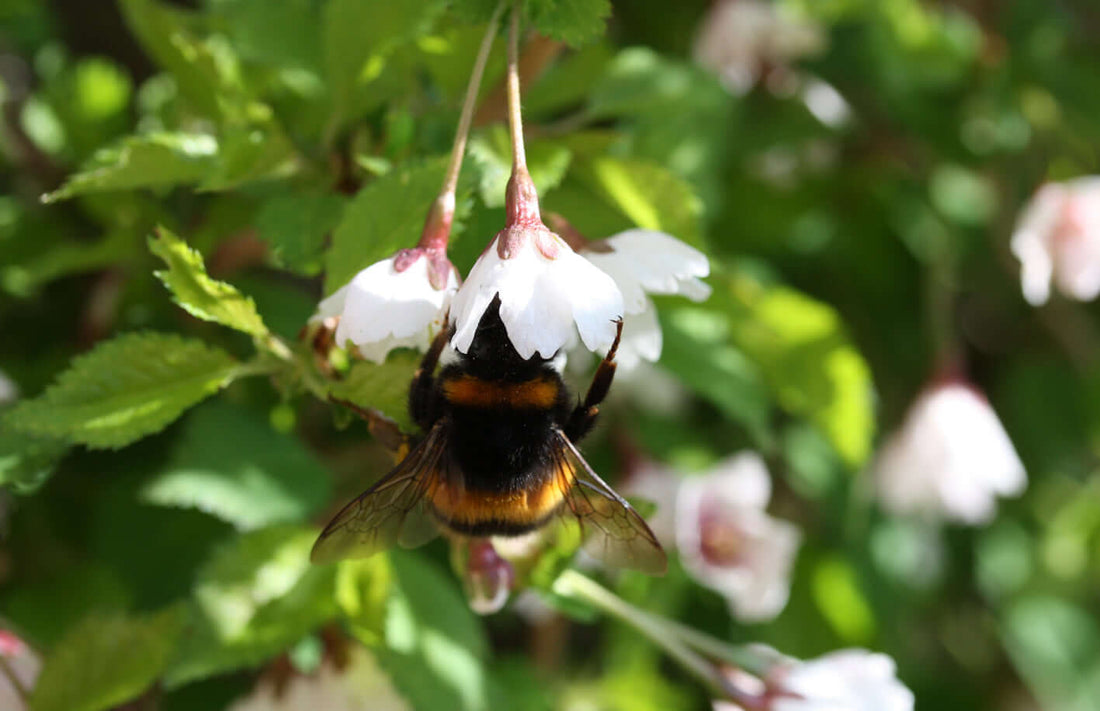 The various types of bee in the garden, which I’ve mentioned before I’m not very good at identifying, have been very busy during the past week feeding on the various flowers in the garden.