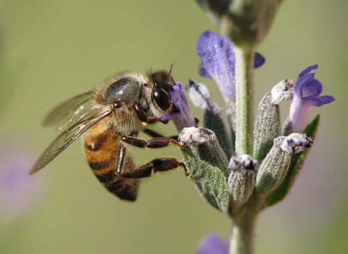 Honeybees and their hives