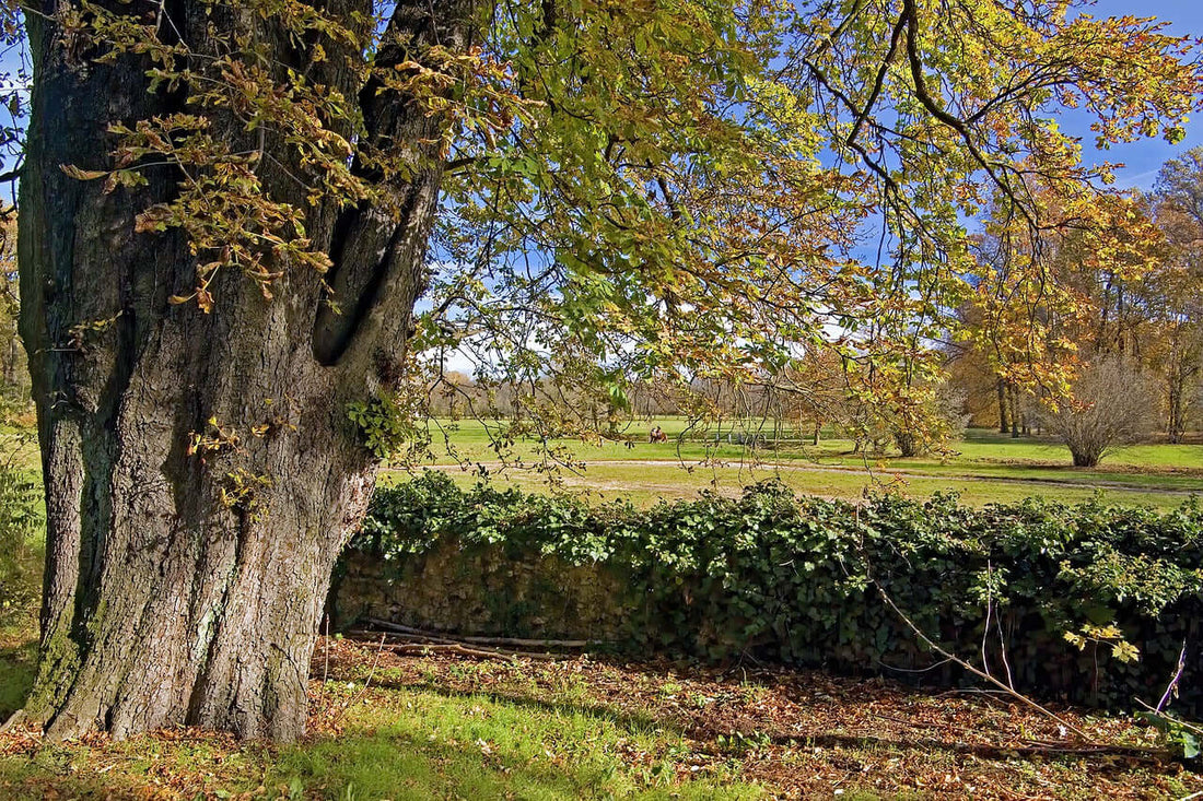 The Majestic Horse Chestnut Tree and its Treasured Conkers