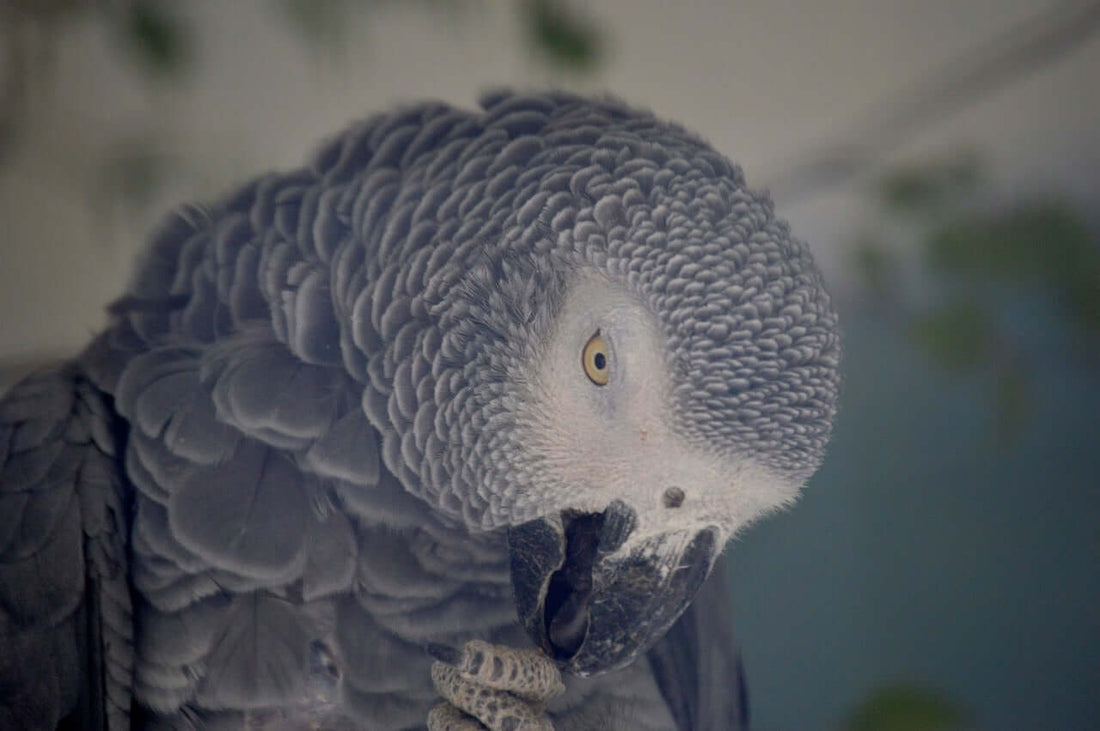 Feathers of Wisdom: The African Grey Parrot