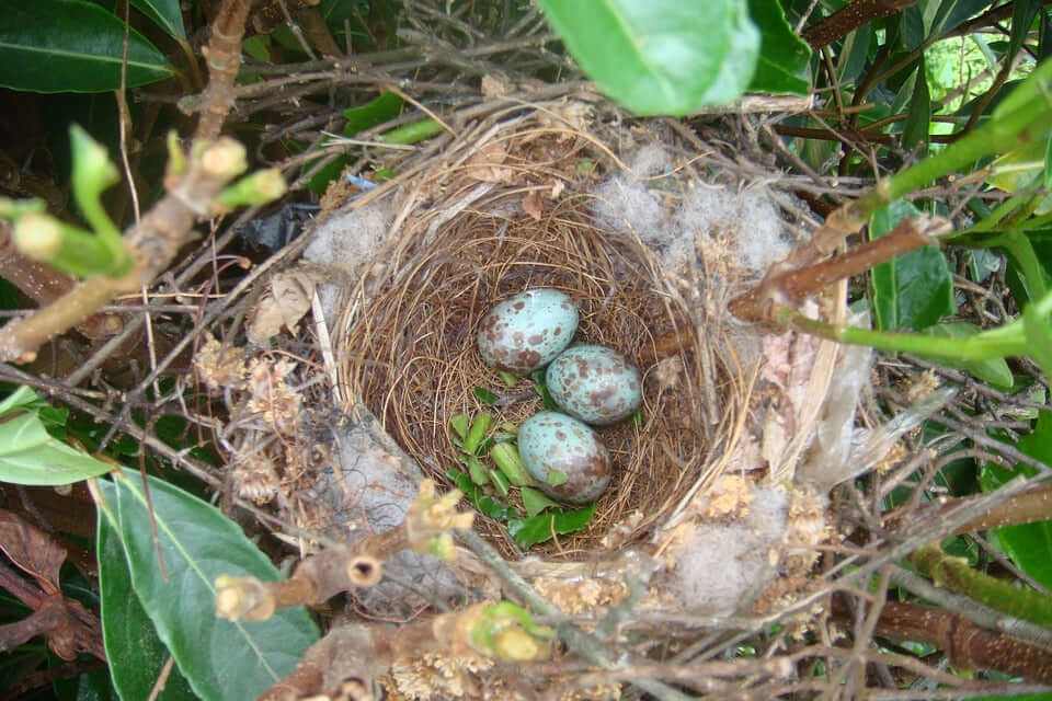 Bird Nests: Understanding the Method Behind the Madness