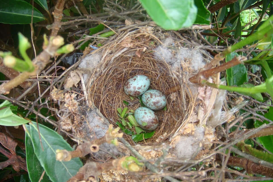 Nests – There’s a Method in the Madness!