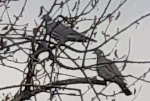 Pigeon gathering and plenty of other birds