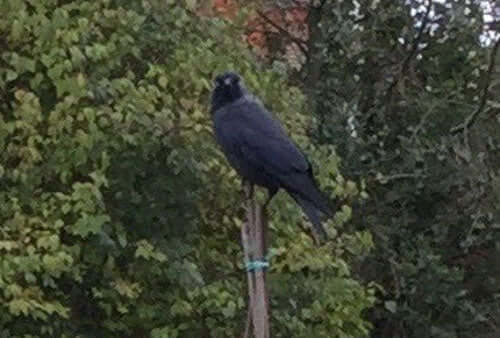 Garden birds keep Haith's customer amused