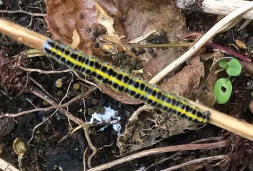 garden insects