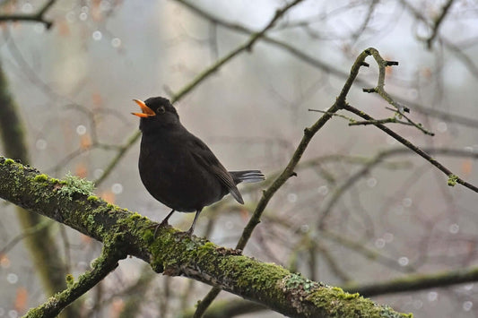 Harmony in the hedgerows – the songs of a Blackbird