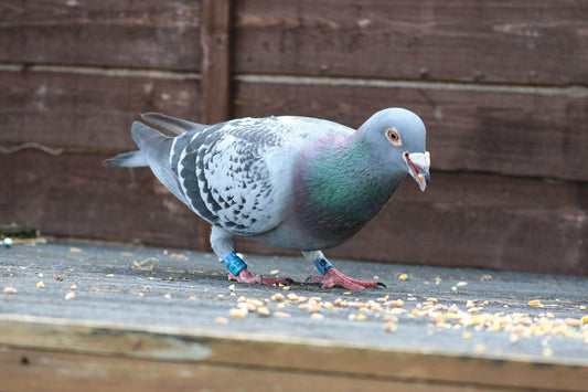 What affects the condition or fitness of racing pigeons?