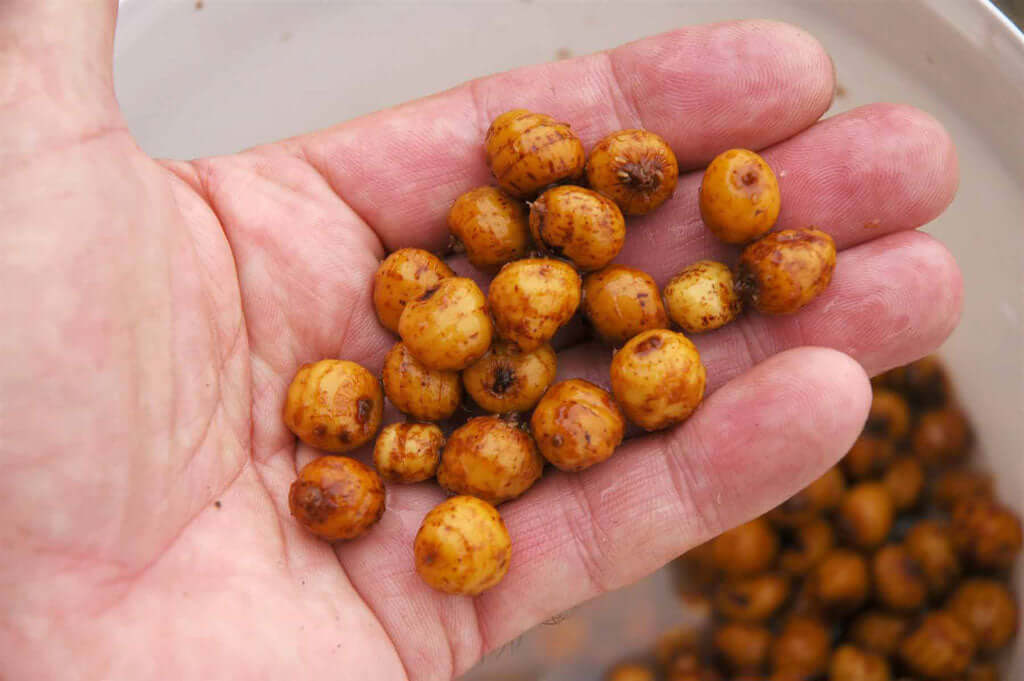 Particle fishing baits: fresh, fermented or rotting!