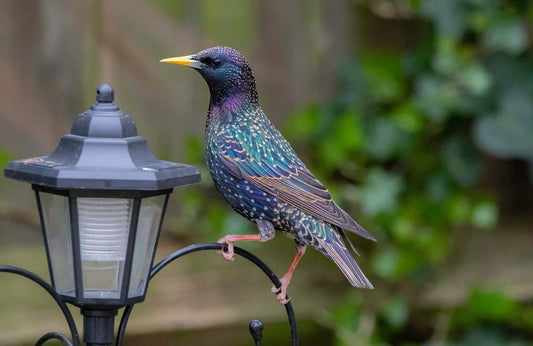 Starling Bird: Identification, Behavior, and Feeding Tips