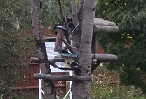Armchair naturalist Margaret spots a Great Spotted Woodpecker in her garden