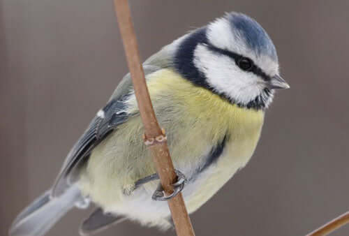 Christmas in the bird garden