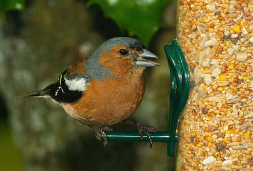 Can birdseed go bad and how long will it last?