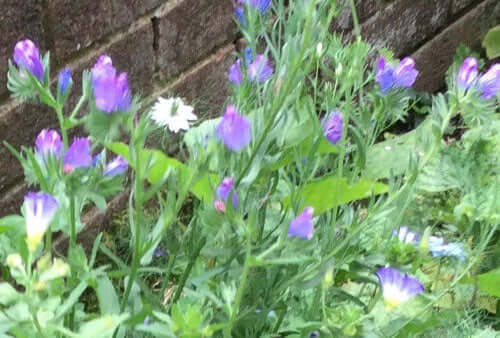 Wild flowers encourage wildlife in the garden