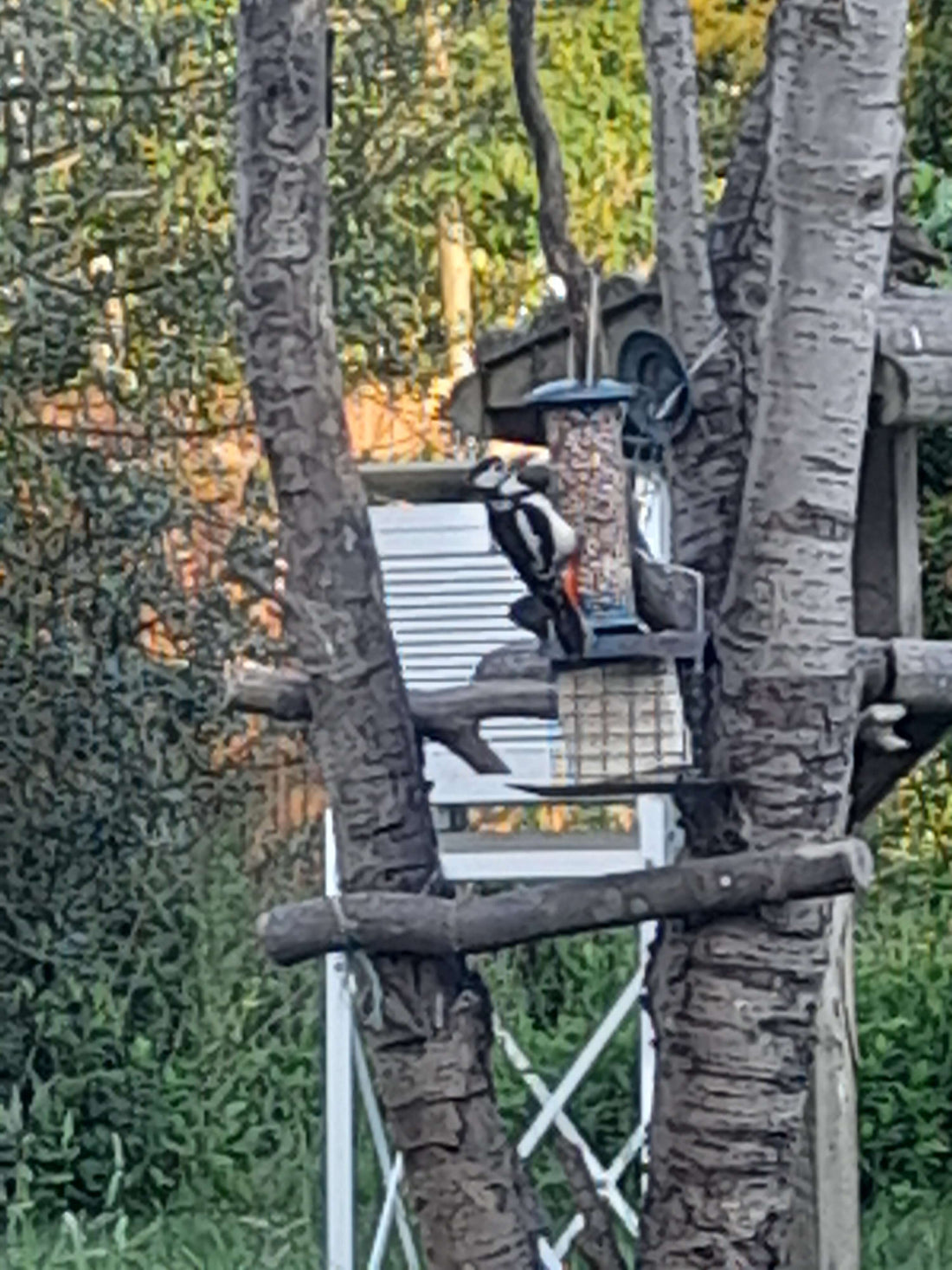 Woodpecker