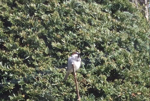 A busy week at the feeders in Haith's customers garden