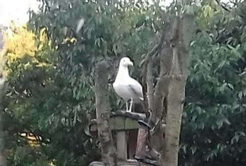 Do you need a bigger bird table?