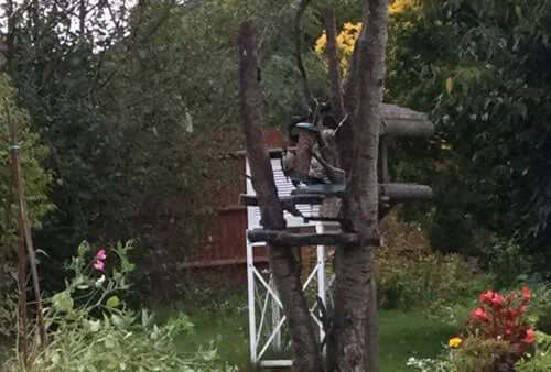 Cooler days in the garden show bird numbers appearing at bird feeders has increased
