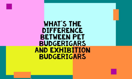 What's the difference between pet budgerigars and exhibition budgerigars